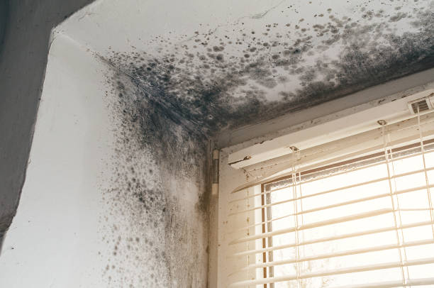 Trusted Bathroom Mold Removal service in Elgin, IL - Cheap Mold Removal