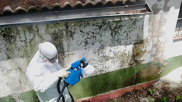 Trusted Attic Mold Removal service in Elgin, IL - Cheap Mold Removal